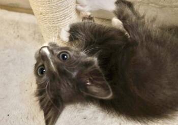 Bauer -  Russian Blue and Domestic Long Hair Cat for Adoption in Walnut Creek, California - Bauer | PetCurious