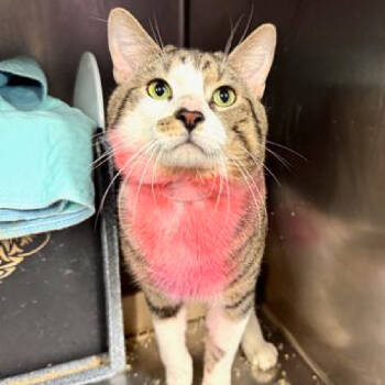 Rescue Domestic Short Hair Cats for Adoption in New York, New York - Nala | PetCurious