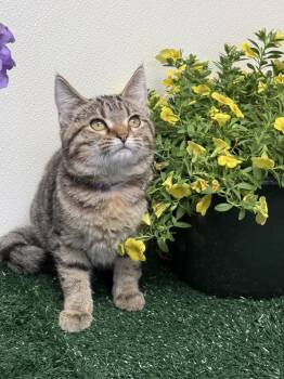 Gale -  Domestic Short Hair Cat Available for Adoption in Effingham, Illinois - Gale | PetCurious