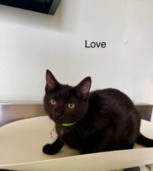 Domestic Short Hair Cats Available for Adoption - Love | PetCurious