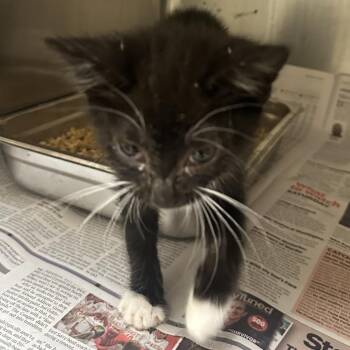 Domestic Short Hair Cats Available for Adoption in Winston-salem, North Carolina - Daenerys (Yellow) | PetCurious