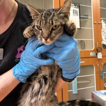 Jax -  Domestic Short Hair Cat for Adoption in Murray, Utah - Jax | PetCurious