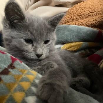 Domestic Short Hair Cats Available for Adoption - Aeryn | PetCurious
