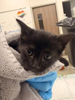 Domestic Short Hair Cats Available for Adoption in Baytown, Texas - HERSHEY | PetCurious