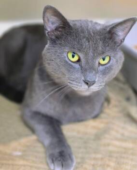 Gustavv -  Domestic Short Hair Cat for Adoption in Bloomington, Indiana - Gustavv | PetCurious