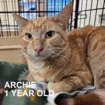 Tabby Cats Available for Adoption in Henderson, Nevada - ARCHIE | PetCurious