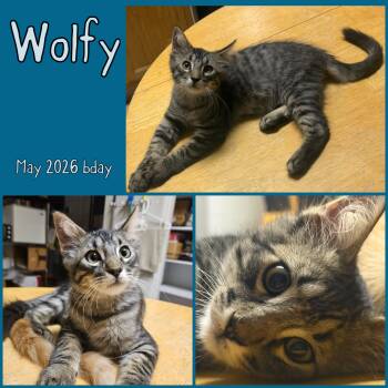 Wolfy -  Domestic Long Hair Cat for Adoption in Vacaville, California - Wolfy | PetCurious