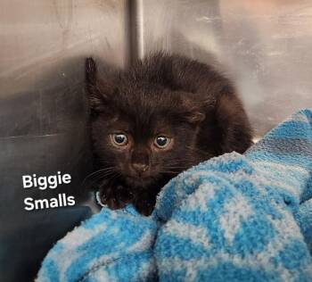 Biggie Smalls -  Domestic Short Hair Cat for Adoption in Cambridge, Maryland - Biggie Smalls | PetCurious