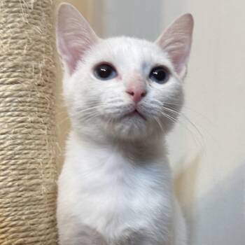 Greg -  Siamese and Domestic Short Hair Cat for Adoption in Richmond, Virginia - Greg | PetCurious