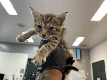 A1927018 -  Domestic Short Hair Cat for Adoption in Thousand Palms, California - A1927018 | PetCurious