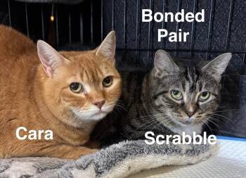 Rescue Tabby Cats for Adoption in Avondale, Pennsylvania - Bonded Pair Cara And Scrabble | PetCurious