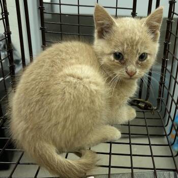 Mischief -  Domestic Short Hair Cat for Adoption in Las Cruces, New Mexico - Mischief | PetCurious