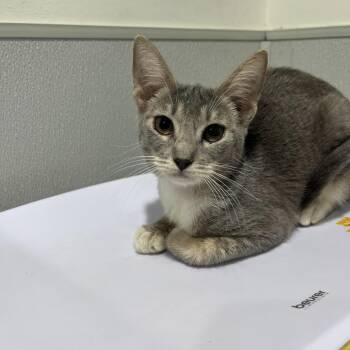 Marble -  Domestic Short Hair Cat for Adoption in Tampa, Florida - Marble | PetCurious