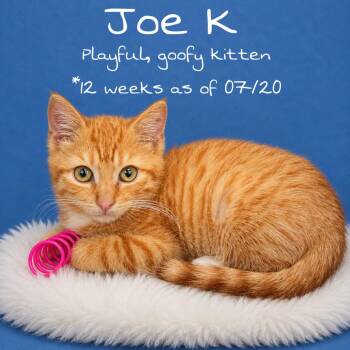 Joe K (FCID # 07/10/2026-167) -  Domestic Short Hair Cat for Adoption in Greenville, Delaware - Joe K (FCID # 07/10/2026-167) | PetCurious