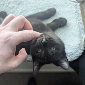 Mouse -  Domestic Short Hair Cat Available for Adoption in Shelbyville, Indiana - Mouse | PetCurious