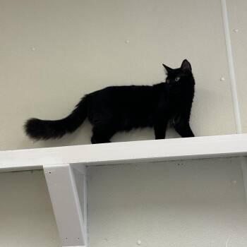 Simon -  Domestic Long Hair Cat for Adoption in Enfield, New Hampshire - Simon | PetCurious