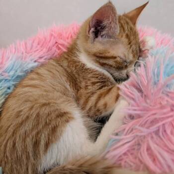 Domestic Short Hair Cats Available for Adoption in Gun Barrel City, Texas - Dash | PetCurious