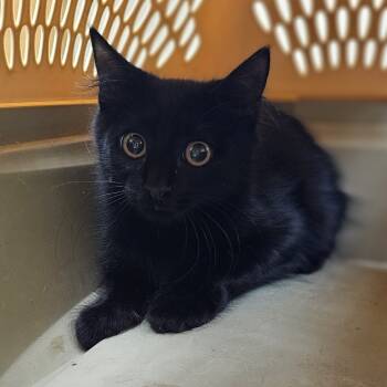 Rescue Domestic Short Hair Cats for Adoption in Midland, Texas - Toothless | PetCurious