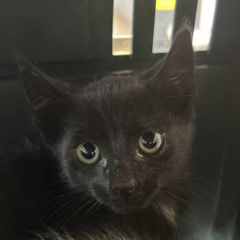 Ashton -  Domestic Short Hair Cat for Adoption in Leander, Texas - Ashton | PetCurious