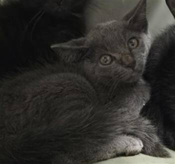 JACK -  Domestic Short Hair Cat for Adoption in Tallahassee, Florida - JACK | PetCurious