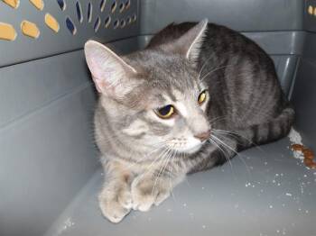 Domestic Short Hair Cats Available for Adoption in Santa Rosa, California - SILKIE | PetCurious
