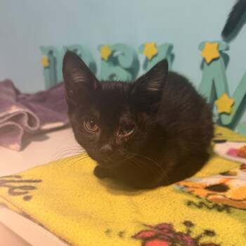 Pumpkin Lynn -  Domestic Short Hair Cat for Adoption in Shorewood, Illinois - Pumpkin Lynn | PetCurious