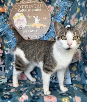 American Wirehair and Turkish Van Cats Available for Adoption - Megaphone | PetCurious