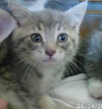 Dee -  Domestic Short Hair Cat for Adoption in West Memphis, Arkansas - Dee | PetCurious