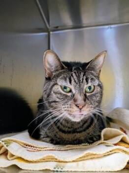 Phoebe -  Domestic Short Hair Cat for Adoption in Beatrice, Nebraska - Phoebe | PetCurious
