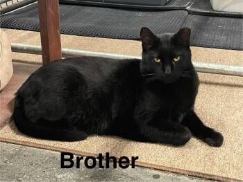 Albert and Brother -  Domestic Short Hair Cat for Adoption in Leesburg, Virginia - Albert And Brother | PetCurious