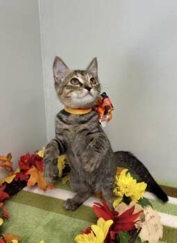 Candy Corn -  Domestic Short Hair Cat for Adoption in Picayune, Mississippi - Candy Corn | PetCurious