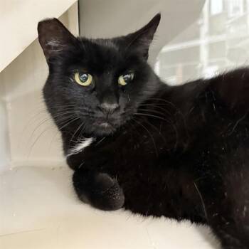 Rescue Domestic Short Hair Cats for Adoption in Las Vegas, Nevada - EMERALD | PetCurious