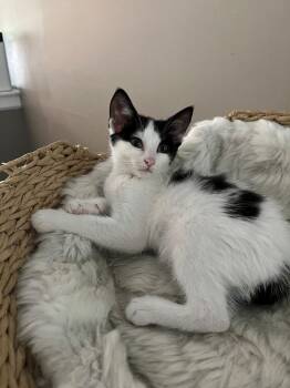 Aries -  Domestic Medium Hair Cat for Adoption in Dayton, Minnesota - Aries | PetCurious