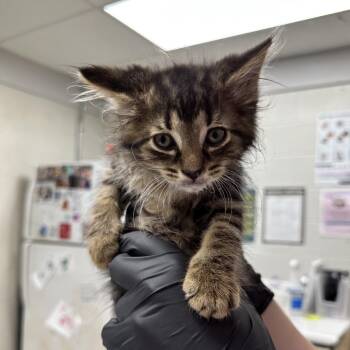 Wing -  Domestic Medium Hair Cat for Adoption in Evansville, Indiana - Wing | PetCurious