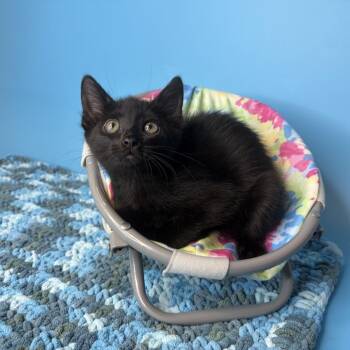 Annie -  Domestic Short Hair Cat for Adoption in San Antonio, Texas - Annie | PetCurious