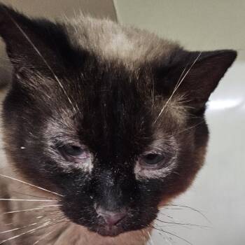 Rescue Siamese Cats for Adoption in Tawas City, Michigan - Aurora | PetCurious
