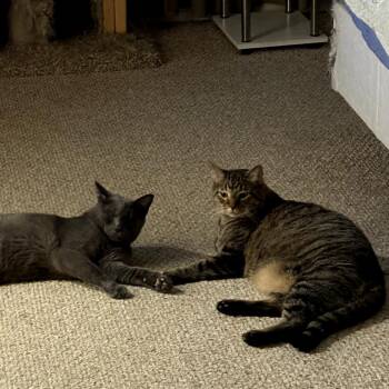 Ryder -  Domestic Short Hair Cat for Adoption in Fort Worth, Texas - Ryder | PetCurious