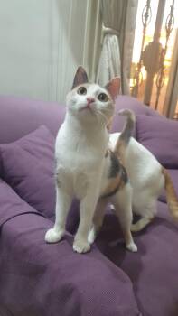 Domestic Short Hair Cats Available for Adoption in Toronto, Ontario - Alma - Energetic Cuddlebug | PetCurious