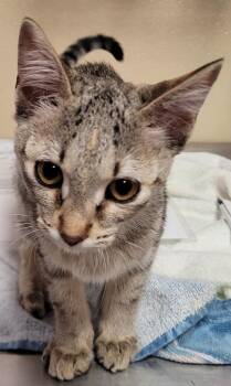 Ava -  Domestic Short Hair Cat for Adoption in Vancouver, Washington - Ava | PetCurious