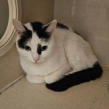Belle -  Domestic Short Hair Cat for Adoption in Conway, New Hampshire - Belle | PetCurious