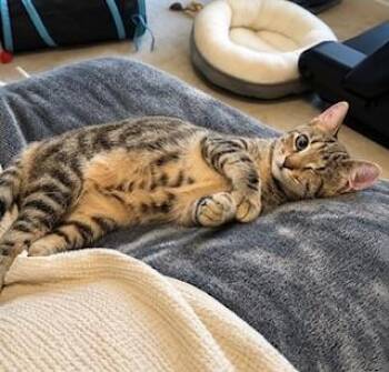 Mabelle -  American Shorthair Cat for Adoption in Houston, Texas - Mabelle | PetCurious