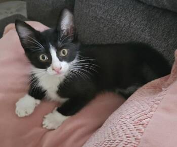 Toulouse -  Tuxedo Cat for Adoption in Los Angeles, California - Toulouse | PetCurious