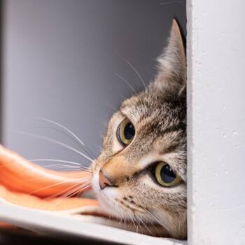 Domestic Short Hair Cats Available for Adoption in Asheville, North Carolina - Baby Tiger | PetCurious