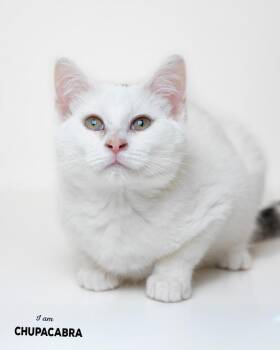 Domestic Short Hair Cats Available for Adoption - Chupacabra | PetCurious