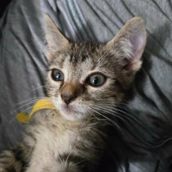 Jemma Jolly-AR -  Domestic Short Hair Cat for Adoption in Tallahassee, Florida - Jemma Jolly-AR | PetCurious