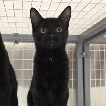 Dana -  Domestic Short Hair Cat for Adoption in Oshkosh, Wisconsin - Dana | PetCurious
