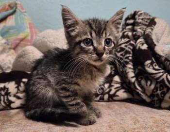 Slim Jim -  Domestic Short Hair Cat for Adoption in Liverpool, Texas - Slim Jim | PetCurious