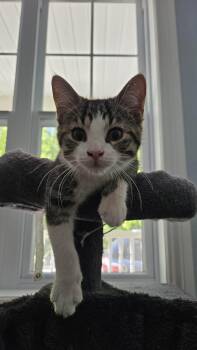 Finny -  Domestic Short Hair Cat for Adoption in Wakefield, Quebec - Finny | PetCurious