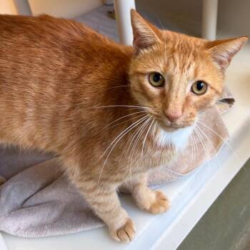 Petey -  Domestic Short Hair Cat for Adoption in Harrisonburg, Virginia - Petey | PetCurious