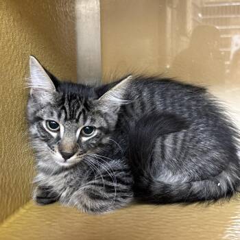 Brownie 54328 -  Domestic Short Hair Cat for Adoption in Las Vegas, Nevada - Brownie 54328 | PetCurious